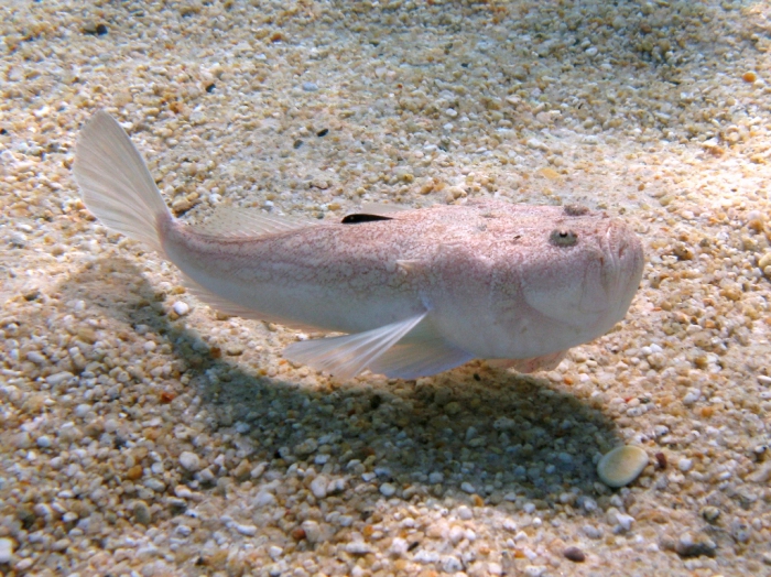 Uranoscopus scaber Uranoscopus scaber