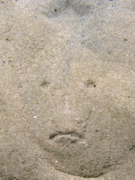 Uranoscopus scaber under the sand Uranoscopus scaber under the sand