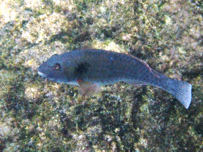 Sparisoma cretense (male) Sparisoma cretense (male)