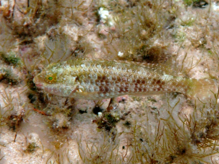Sparisoma cretense (juvenile male) Sparisoma cretense (juvenile male)