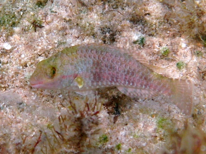 Sparisoma cretense (juvenile female) Sparisoma cretense (juvenile female)