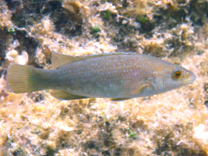 Labrus merula Labrus merula