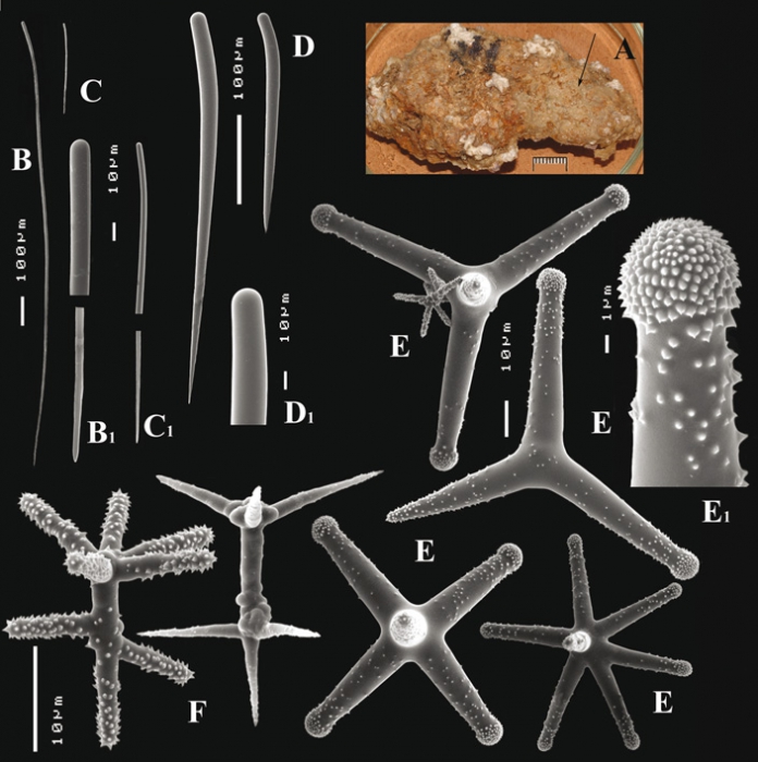 Cyamon amphipolyactinum Van Soest, Carballo & Hooper, 2012 Cyamon amphipolyactinum Van Soest, Carballo & Hooper, 2012