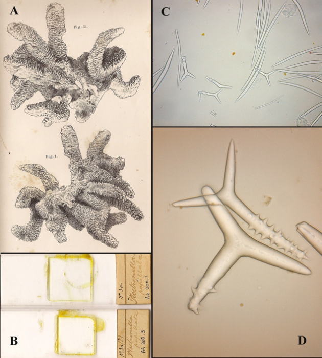 Plectronella papillosum Sollas, 1879 Plectronella papillosum Sollas, 1879