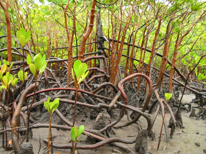 Mangrove propagules Mangrove propagules