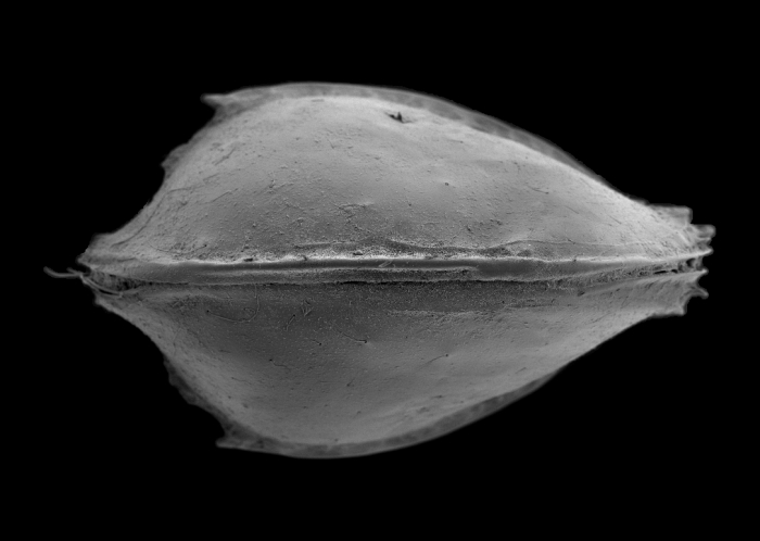 Specimen of Pseudobosquetina seen from above (dorsal view) Specimen of Pseudobosquetina seen from above (dorsal view)