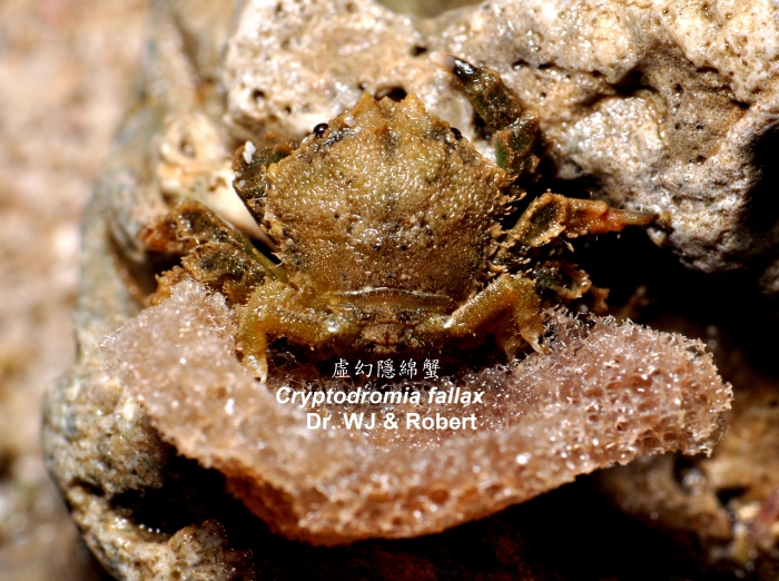 Cryptodromia fallax (Latreille, in Milbert, 1812) Cryptodromia fallax (Latreille, in Milbert, 1812)