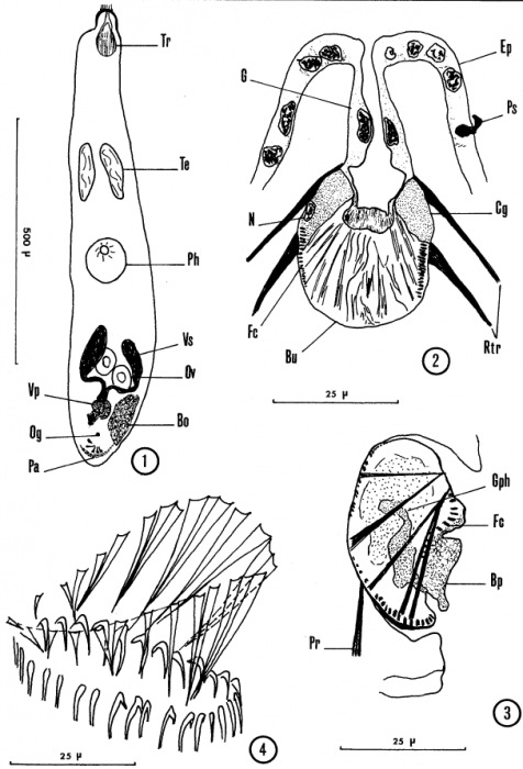 Didiadema picardi Didiadema picardi