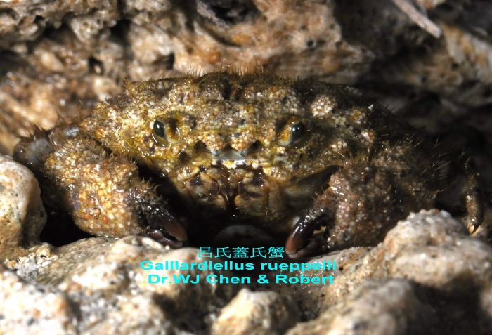 Gaillardiellus rueppelli (Krauss, 1843) Gaillardiellus rueppelli (Krauss, 1843)