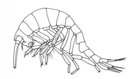 Mimoscina galbraithae