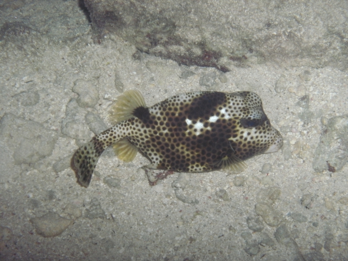 Lactophrys bicaudalis image