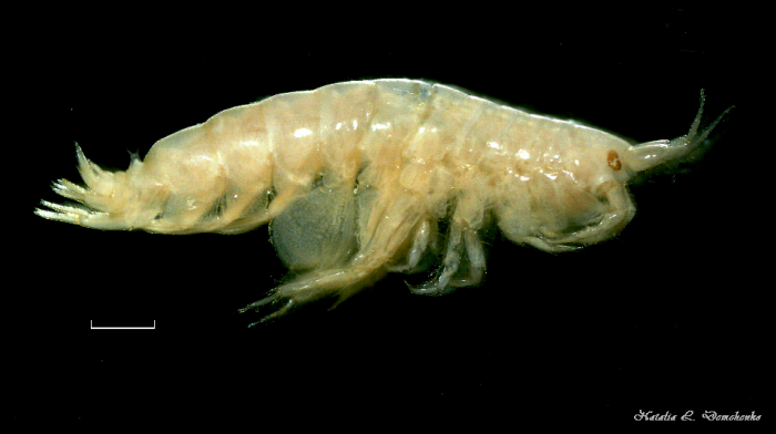 Pontoporeia (?) femorata