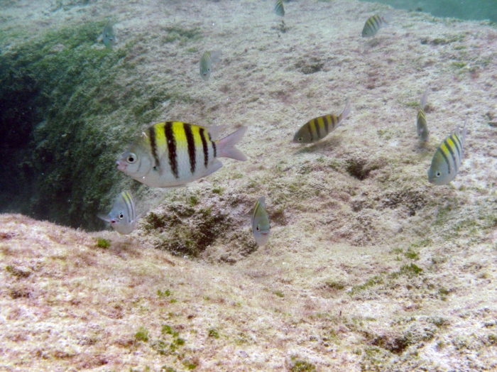 Abudefduf saxatilis Abudefduf saxatilis