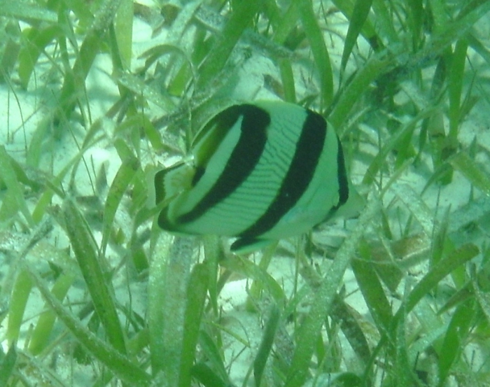 Chaetodon striatus Chaetodon striatus