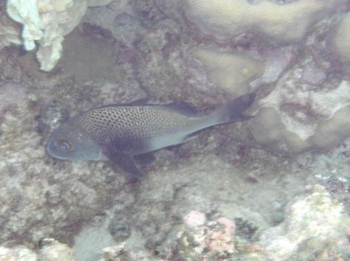 Anisotremus surinamensis Anisotremus surinamensis