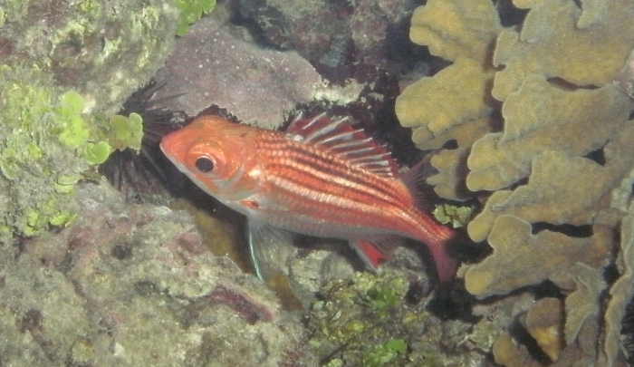 Sargocentron vexillarium Sargocentron vexillarium