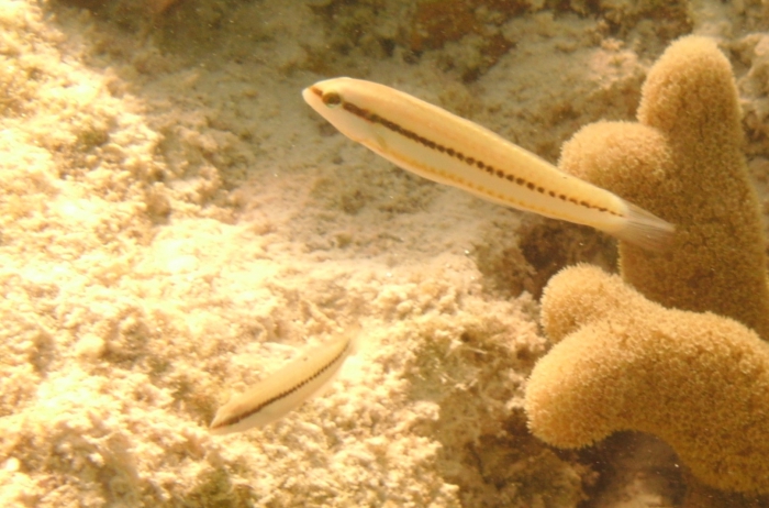 Halichoeres bivittatus Halichoeres bivittatus