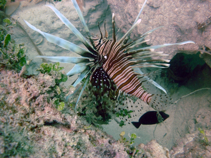 Pterois volitans Pterois volitans