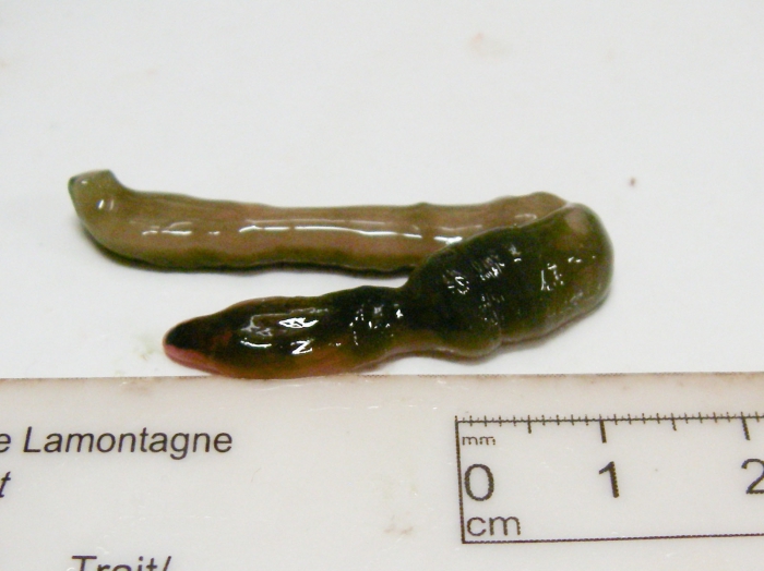 Echiura