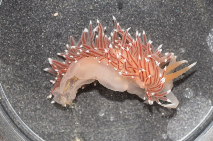 Flabellina nobilis Flabellina nobilis
