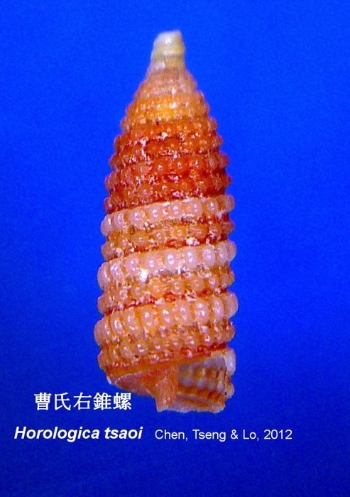 Horologica tsaoi Chen, Tseng & Lo, 2012 Horologica tsaoi Chen, Tseng & Lo, 2012