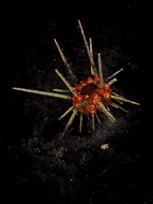 slate pencil sea urchin