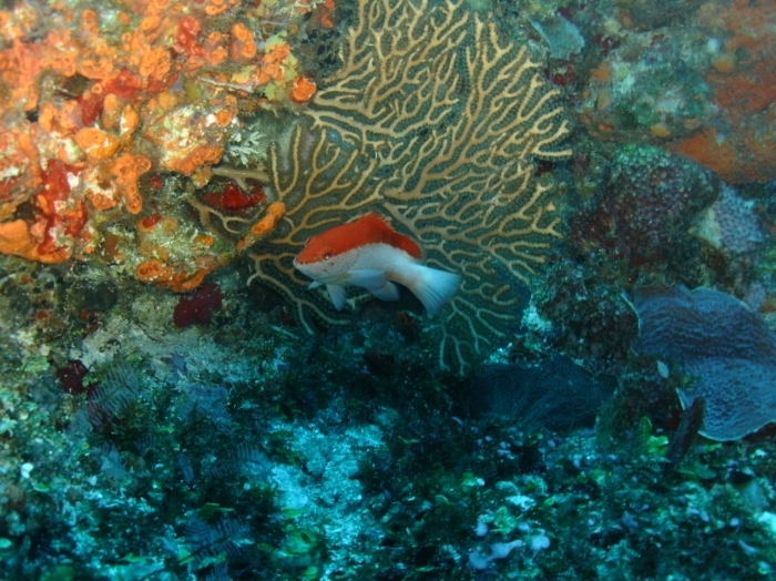 Cephalopholis fulva Cephalopholis fulva