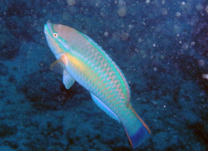 Scarus taeniopterus image