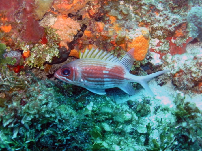 Holocentrus adscensionis Holocentrus adscensionis