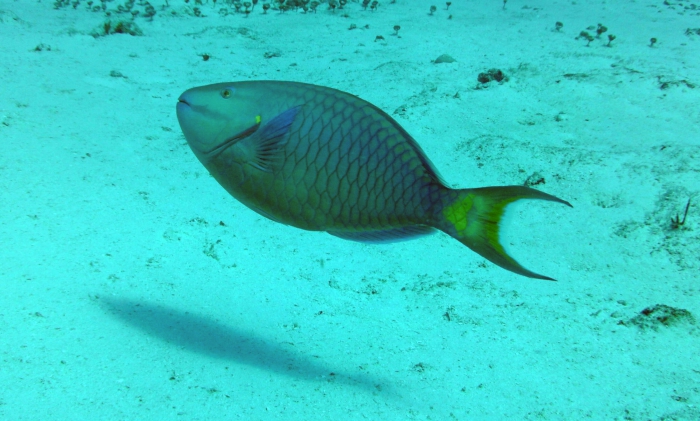 Sparisoma viride Sparisoma viride
