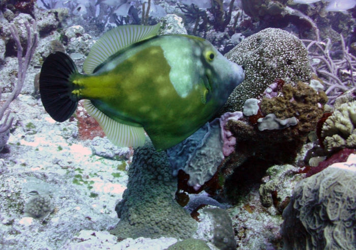 Cantherhines macrocerus Cantherhines macrocerus