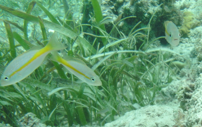 Ocyurus chrysurus Ocyurus chrysurus