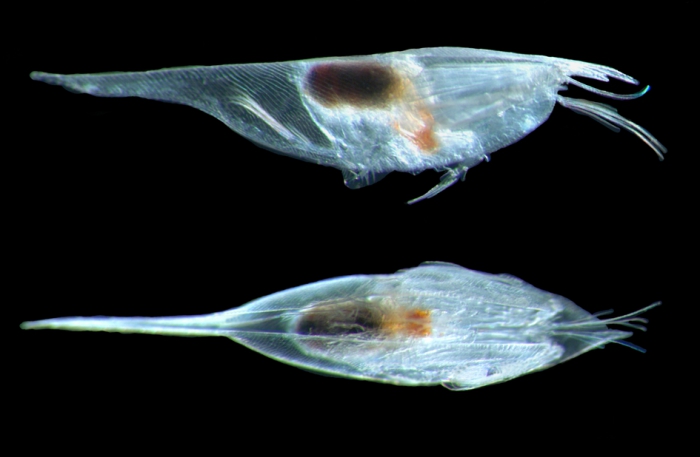 Conchoecilla daphnoides female Conchoecilla daphnoides female