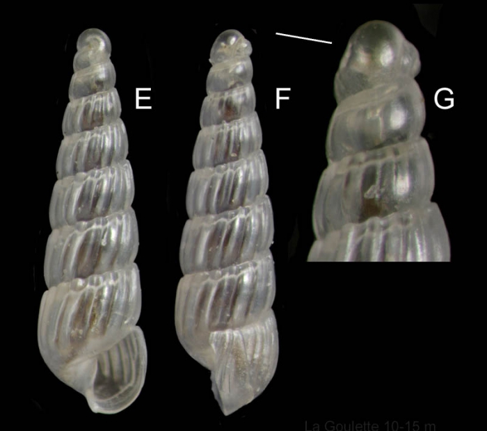 Turbonilla delicata (Monterosato, 1874) Specimen from La Goulette, Tunisia (soft bottoms 10-15 m, 18.08.2009), actual size 2.7 mm. G: protoconch, same specimen, the line indicates coiling axis. Turbonilla delicata (Monterosato, 1874) Specimen from La Goulette, Tunisia (soft bottoms 10-15 m, 18.08.2009), actual size 2.7 mm. G: protoconch, same specimen, the line indicates coiling axis.