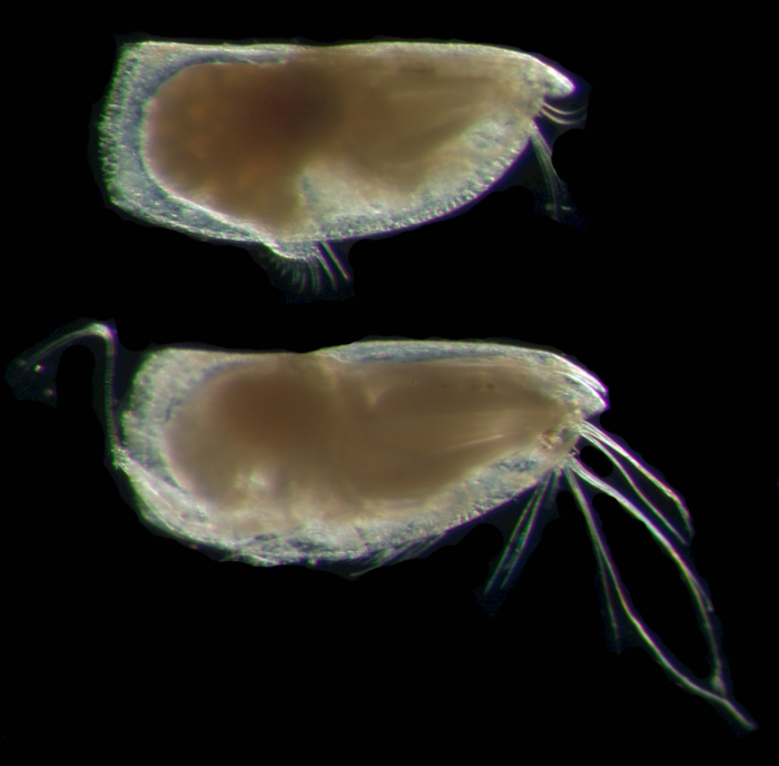 Discoconchoecia aff. elegans Sars Discoconchoecia aff. elegans Sars
