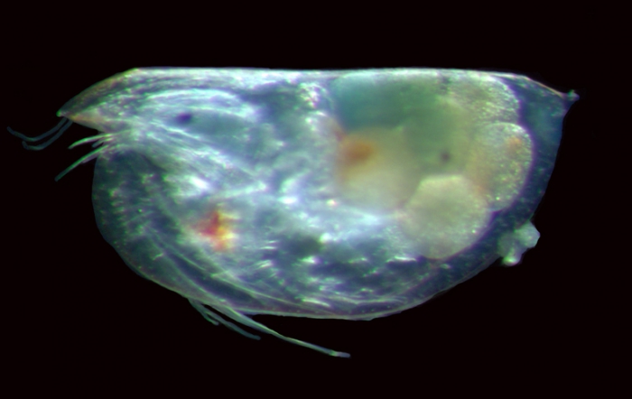 Euconchoecia chierchiae female with eggs in brood pouch Euconchoecia chierchiae female with eggs in brood pouch