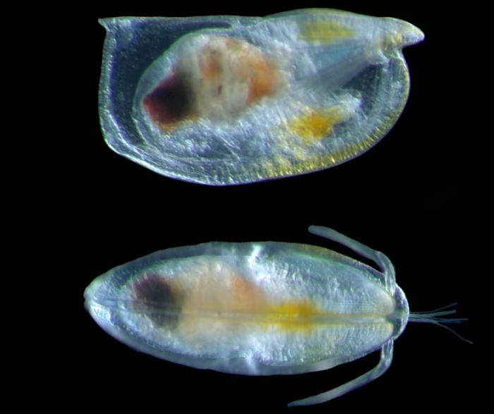 Orthoconchoecia bispinosa Orthoconchoecia bispinosa