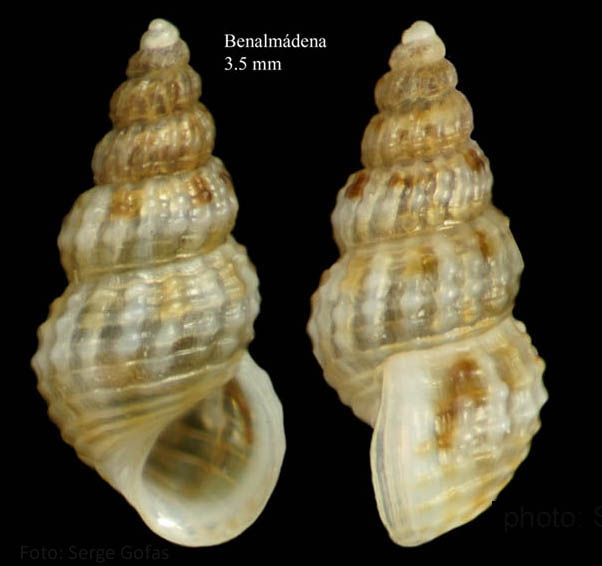 Alvania rudis (Philippi, 1844)Specimen from Benalmádena, Spain (actual size 3.5 mm).