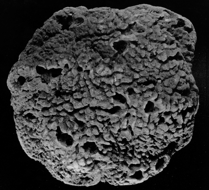Spongia barbara paralectotype specimen