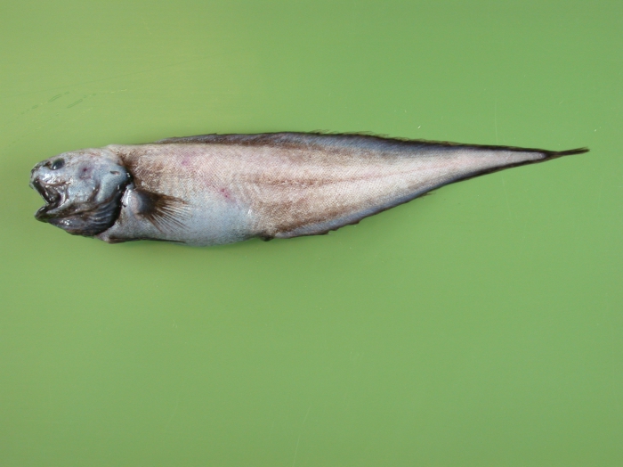 Monomitopus