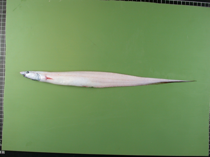 Polyacanthonotus challengeri Polyacanthonotus challengeri