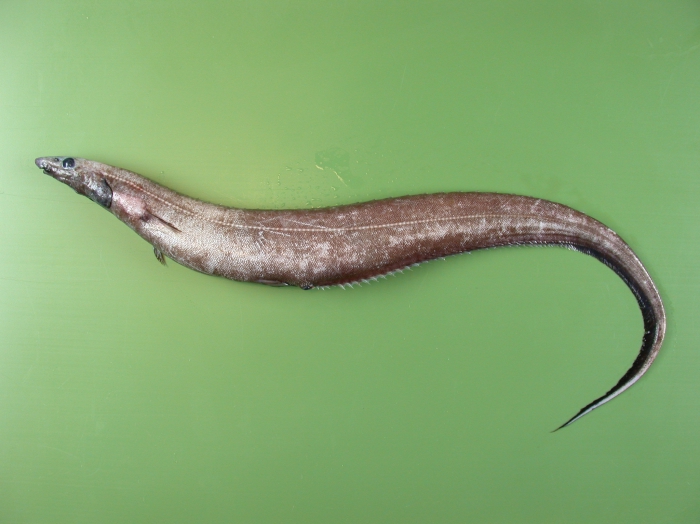 Polyacanthonotus rissoanus Polyacanthonotus rissoanus