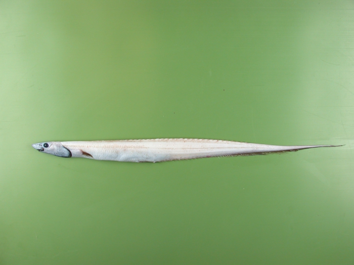 Polyacanthonotus challengeri Polyacanthonotus challengeri