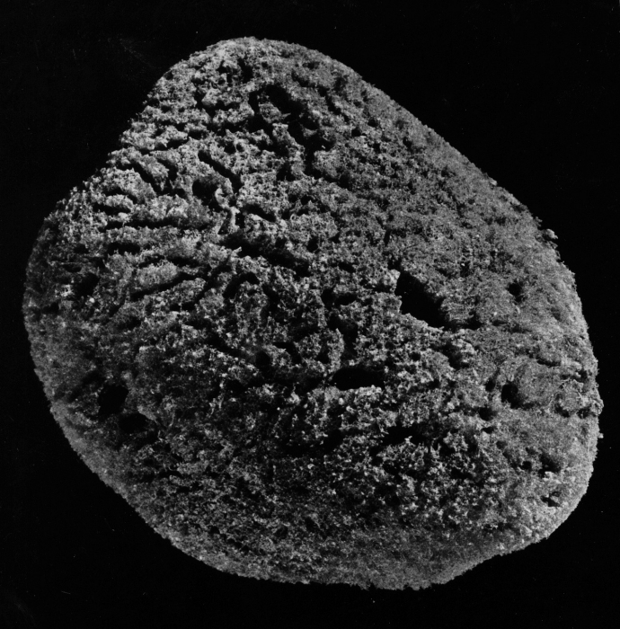 Spongia meandriformis paralectotype specimen