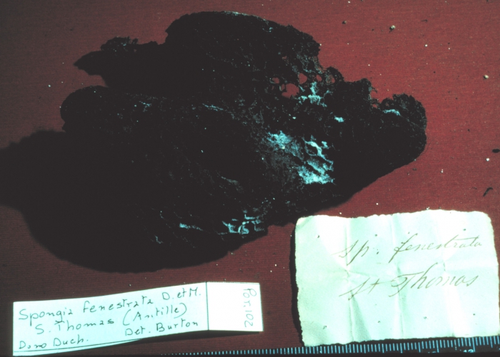 Spongia fenestrata Duch. & Mich lectotype specimen