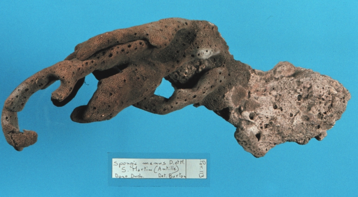 Spongia manus lectotype specimen