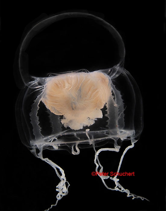 Catablema nodulosum, about 20 mm, from Friday Harbor, WA, USA Catablema nodulosum, about 20 mm, from Friday Harbor, WA, USA