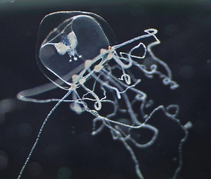 Lizzia blondina, medusa, ca. 1 mm, Norway