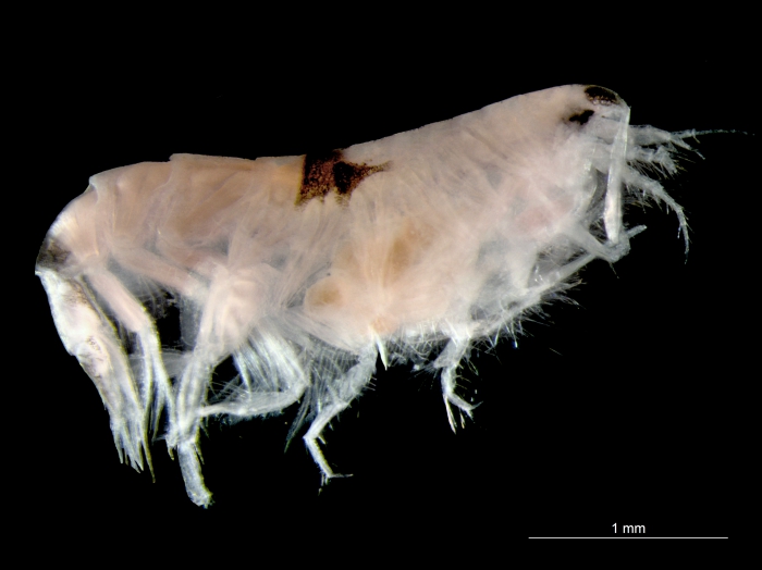 Synchelidium maculatum Synchelidium maculatum