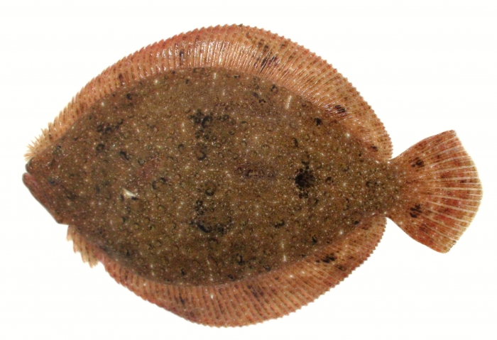 Brill, Scophthalmus rhombus Brill, Scophthalmus rhombus